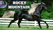 TOP Beautiful Rocky Mountain Horse in the World!