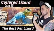 Collared Lizard Care Guide 2022