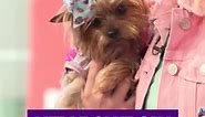 Nickelodeon - JoJo Siwa's dog BowBow is so adorable 🐶 Did...