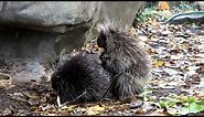 Porcupine Mating