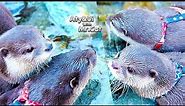 4 Cute Otters on a Hot Spring Trip! [Otter Life Day 818]