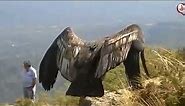 Burung Garuda Asli Muncul di Pegunungan