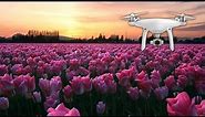 Seattle Skagit Valley Tulip Festival Aerial Walkthrough, Washington. DJI Phantom 4 Drone, 4K