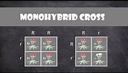 Monohybrid Cross | Genetics