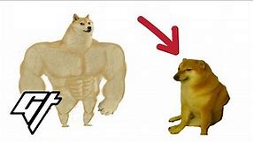 We tracked down that famous doge meme dog and he’s real!!