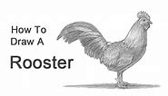 How to Draw a Rooster