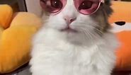 Pawsome😺funny cats pt:66 What Happens When You Give Your Cat Glasses? 🤓