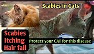 What is Treatment of Scabies in Cats ? | Cat skin Infection Symptoms and Treatment #cat#scabies