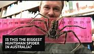 Is this the biggest huntsman spider in Australia?