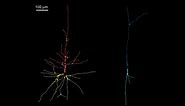CARTA: Uniquely-Human Features of the Brain: John Allman - Von Economo Neurons