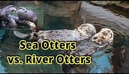 Sea Otters vs. River Otters: How to Distinguish Them???