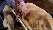 Veterinarian Performs Trocarization on Cow to Relieve Bloat