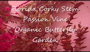 Florida Garden Big Corky Stem Passion Vine 12' X 20' covers side of house for a butterfly habitat.