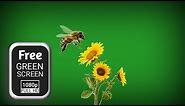 Bee flying green screen video effects | honey bee green screen | green screen bees flying