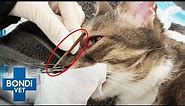 Enormous Stick Pulled From Behind Cat's Eye 😱 | Bondi Vet Clips | Bondi Vet