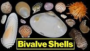 Bivalve Shells: Parts of a Shell