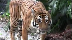 Veteran zookeeper mauled by tiger and killed