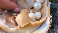 Pearl clams in the rapids produce strangely shaped square pearls, which are very beautiful.