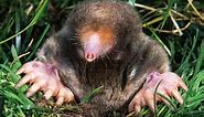 How to Get Rid of Moles In Your Yard and Keep Them Away