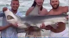Watch Beachgoers Save Shark With Fishing Line Hook Caught in Its Mouth