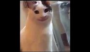 Smiling cat meme slideshow