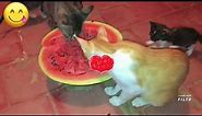 Watch my cat try watermelon for the first time!🍉