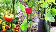 Gtongoko Plant Stakes 4 Feet 25 Pack, Steel Garden Stakes, Tomato Stake 48 Inch