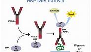 Horse Radish Peroxidase (HRP) Mechanism of Action