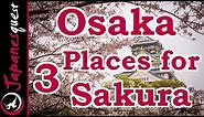 Top 3 Places to See Sakura (Cherry Blossoms) in Osaka!