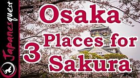 Top 3 Places to See Sakura (Cherry Blossoms) in Osaka!