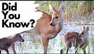Things you need to know about CHINESE WATER DEER!