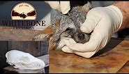 HOW TO CLEAN A FOX SKULL