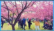 (4K) Ciresi Japonezi (Sakura) in Gradina Japoneza din Herastrau - Bucuresti (桜 花見)