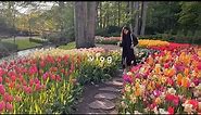 vườn hoa tulip ở hà lan | my weekend vlog
