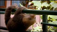 Baby Sloths Learning to Climb
