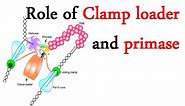 DNA clamp loader and primase