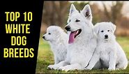 Top 10 White Dog Breeds