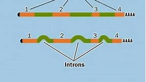 Exon, Intron and Splicing.flv