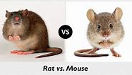 Mice vs. Rats – What’s the difference?
