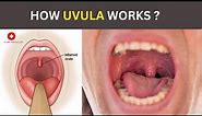 How Uvula Works? | Functions of uvula