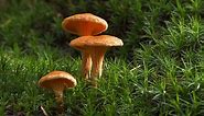 False Chanterelle Mushrooms: How To Tell The Difference