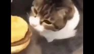 Here kitty you can has cheezburger #cat #funny #meme