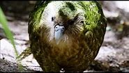 Kakapo: Flightless Parrot | Benedict Cumberbatch | BBC Earth