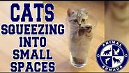 Cats Squeezing into Small Spaces Compilation - Boxes, Fish bowls, Jars and Vases