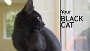 Black Cat Photography Tips