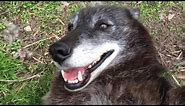 A very happy wolf