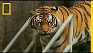 Zoo-Tiger Escape | National Geographic