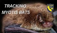 Tracking Myotis bats at roosts with the California Dept. of Fish and Wildlife