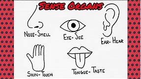 how to draw 5 sense organs easily?5 sense organs drawing