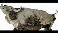 Bison 9,000 years old found frozen